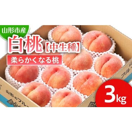 ふるさと納税 もも 山形県 山形市 山形市産 白桃 中生種 「かぐや・ゆうぞら・あぶくま」柔らかくなる桃3kg (8〜11玉) 令和8年産先行予約 FS25-126 くだもの …
