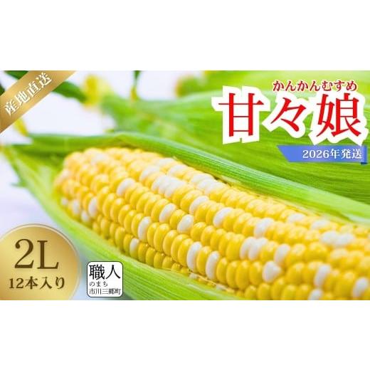 ふるさと納税 とうもろこし 山梨県 市川三郷町 2026年6月上旬から発送 市川三郷町産 とうもろこし 甘々娘 2Lサイズ 12本入り Dragon Farm 山梨県 市川三郷…