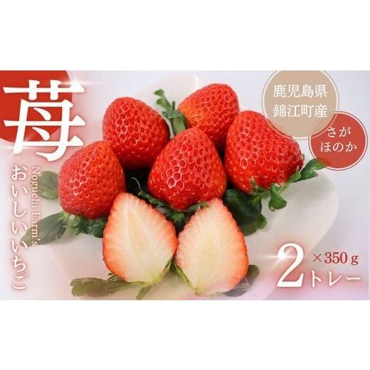 ふるさと納税 いちご 鹿児島県 錦江町 No.1410-2 Noguchi Farm のおいしいイチゴ 約700g