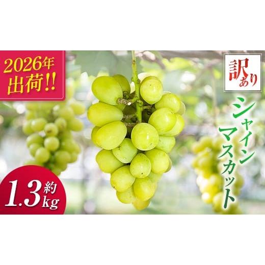 ふるさと納税 ぶどう マスカット 宮崎県 新富町 2026年出荷 先行予約[訳あり]シャインマスカット 約1.3kg 国産 期間限定 くだもの