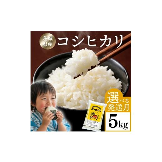 ふるさと納税 米 コシヒカリ 茨城県 常総市 3月発送 米 5kg 令和7年産 茨城県産 コシヒカリ | 一等米 精米 人気 発送月 選べる 白米 お米 白米 こしひかり …