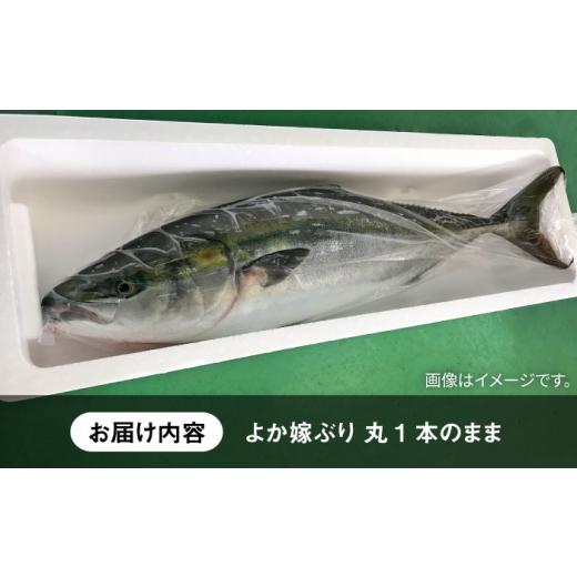 ふるさと納税 魚貝類 長崎県 壱岐市  12／20〜翌1／5お届け 壱岐島産天然寒ブリ よか嫁ぶり（5キロ台・丸もの）《壱岐市》 壱岐島 玄海屋 JBS131 5キロ台の画像