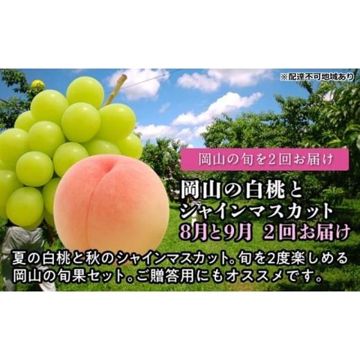 ふるさと納税 もも 岡山県 玉野市 2026年度発送 岡山の白桃とシャインマスカット 2回 お届け 定期便 (8月・9月)もも モモ シャインマスカット ブドウ 葡萄 …