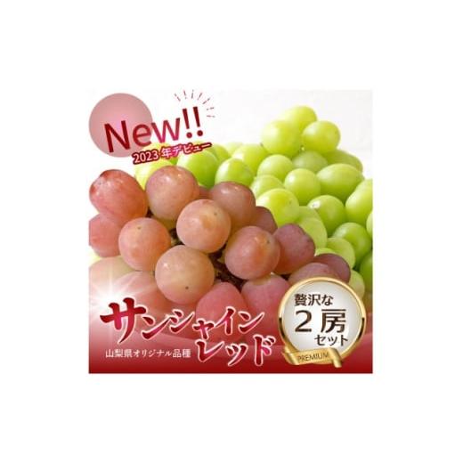 ふるさと納税 ぶどう 山梨県 山梨市 2026年発送 数量限定 希少な新品種サンシャインレッドと大人気シャインマスカットの贅沢2房セット 1688207