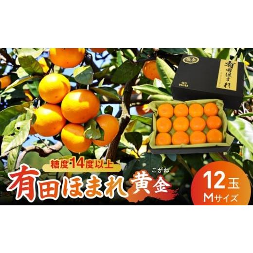ふるさと納税 果物類 みかん 和歌山県 湯浅町 U6310_ 高糖度 14度 以上 有田ほまれ 黄金 Mサイズ 12玉 和歌山産 国産 有田みかん 光センサー選別 酸味 オリジ…