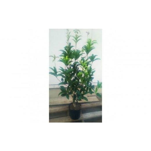 ふるさと納税 雑貨・日用品 苗木 三重県 鈴鹿市 四季咲きモクセイ 樹高約1m 取扱説明書付き