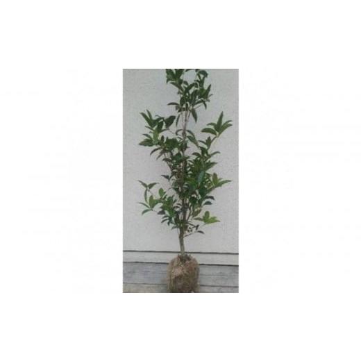 ふるさと納税 雑貨・日用品 苗木 三重県 鈴鹿市 四季咲きギンモクセイ(スウィートオリーブ)樹高約1m 取扱説明書付き