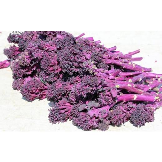 ふるさと納税 野菜類 岐阜県 岐阜市 パープルリシャス 1kg ブロッコリー 野菜 サラダ 紫野菜 岐阜市 / 加藤農園