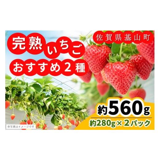 ふるさと納税 いちご 佐賀県 基山町 先行受付 2026年1月より発送 農場直送 いちご2品種食べ比べ(約280g×2P) ふるさと納税 基山町産 いちご イチゴ 朝採れ 完…