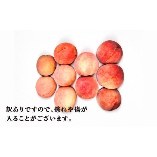 ふるさと納税 もも 山形県 尾花沢市 先行予約 訳あり 桃 白桃 約5kg (10〜25個程度) 無印品 8月上旬頃~10月中旬頃発送 山形 ...