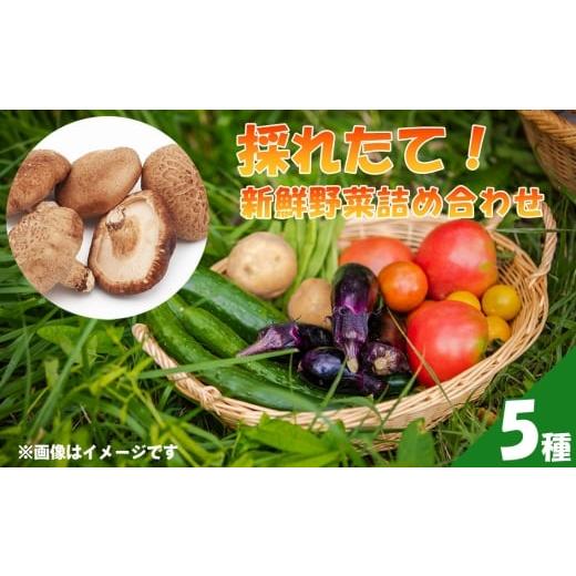 ふるさと納税 セット・詰合せ 埼玉県 行田市 採れたて 新鮮野菜詰め合わせ5種 / お野菜 やさい セット 野菜セット しいたけ シイタケ 椎茸 生椎茸 旬 旬野菜 …