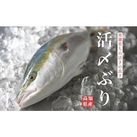 ふるさと納税 旬の鮮魚等 高知県 大月町 高知県産 ぶり 活〆 丸ごと 1本 4kg以上 鰤 ブリ 刺身 冷蔵|一本買い 丸ごと1尾 新鮮 脂のり お刺身 刺し身 さしみ …