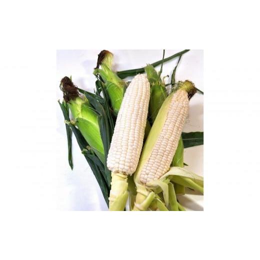 ふるさと納税 とうもろこし 香川県 坂出市 ご家庭用細物ホワイトコーン 約3.5kg×2