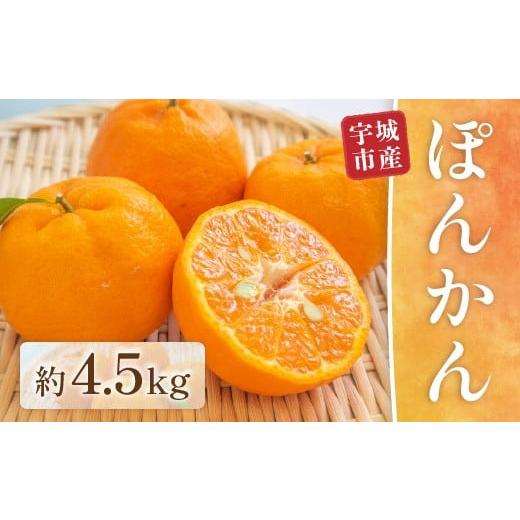 ふるさと納税 みかん・柑橘類 熊本県 宇城市 先行予約 ぽんかん 約4.5kg ポンカン みかん ミカン オレンジ 蜜柑 果物 柑橘 フルーツ くだもの 熊本 九州産 薄…