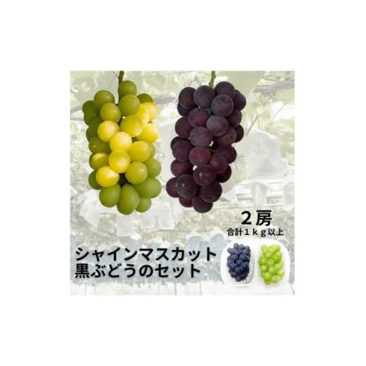 ふるさと納税 ぶどう 大阪府 和泉市 先行受付 シャインマスカット1房+黒ぶどう1房 合計1Kg以上 1688559