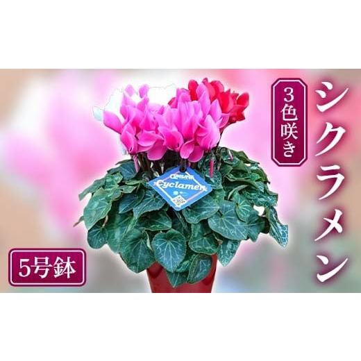 ふるさと納税 雑貨・日用品 花 岐阜県 坂祝町 予約販売 シクラメン 3色咲き 5号鉢 花 お花 ガーデンシクラメン 赤 白 ピンク ギフト フラワーギフト 鉢花 鉢植…