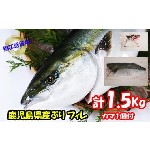 ふるさと納税 魚貝類 鹿児島県 垂水市 A1-8001/ 予約販売 12月中旬以降順次発送 鹿児島県産 ぶり フィレ 1枚 (1.5kg以上)+ カマ 1個