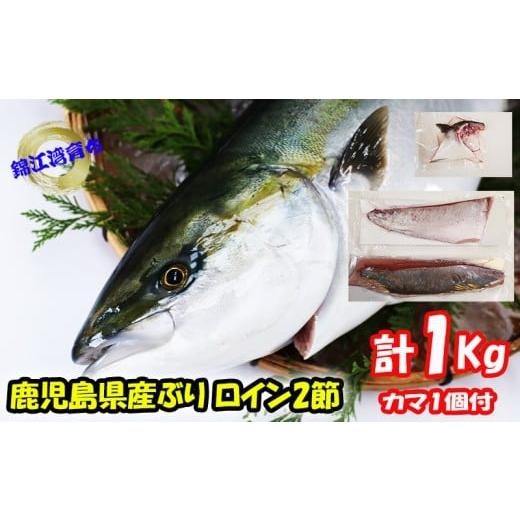 ふるさと納税 魚貝類 鹿児島県 垂水市 B2-8001/ 予約販売 12月中旬以降順次発送 鹿児島県産 ぶり ロイン 2節 (計1kg以上)+ カマ 1個