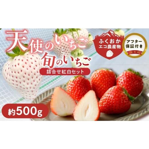 ふるさと納税 いちご 福岡県 久留米市 特別栽培 白いちご 天使のいちごと旬のいちご詰め合わせ紅白セット (ふくおかエコ農産物) 約500g _ 旬 いちご 詰め合…