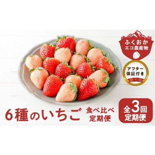 ふるさと納税 いちご 福岡県 久留米市 定期便 3回 特別栽培 6種のいちごの食べ比べ 約540g×3回 _ 定期便 3回 特別栽培 6種 いちご 食べ比べ セット ふくおか…