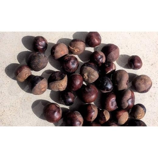 ふるさと納税 野菜類 岩手県 一関市 大自然で育った とちの実 1kg 栃の実 トチノミ 岩手県 一関市