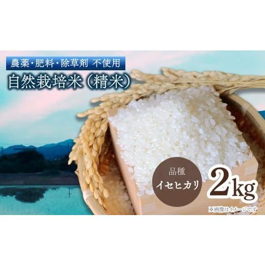 ふるさと納税 米 愛媛県 西条市 令和7年産 自然栽培米(白米)2kg 愛媛県西条市産 品種:イセヒカリ 新米 米 コメ 2キロ 自然栽培 精米 こめ おこめ 白米 ご…
