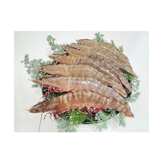 ふるさと納税 旬の鮮魚等 和歌山県 有田市 浜のうたせ天然アシアカエビ 450g (A1123-1)