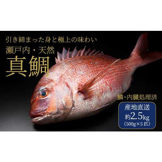 ふるさと納税 魚貝類 鯛 広島県 三原市 瀬戸内産 天然鯛 約2.5kg(500g×5匹/鱗・内臓処理) 鯛 天然鯛 真鯛 天然 鮮魚 下処理済 瀬戸内 広島県 三原市 15400…