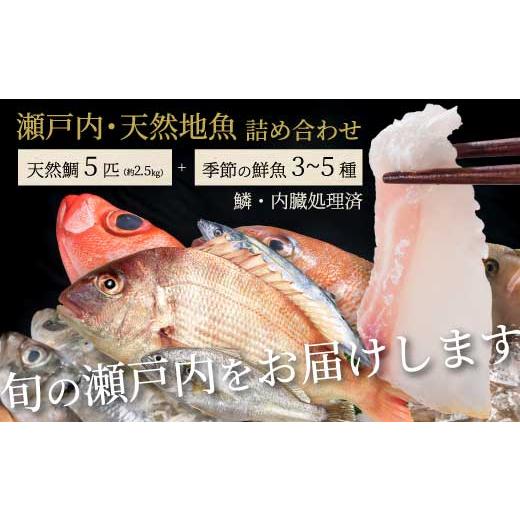 ふるさと納税 魚貝類 鯛 広島県 三原市 瀬戸内産 天然鯛 約2.5kg(500g×5匹/鱗・内臓処理)・鮮魚3〜5種 詰め合わせ 地魚 鯛 天然鯛 真鯛 天然 鮮魚 下処理…