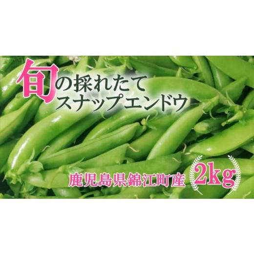 ふるさと納税 豆類 鹿児島県 錦江町 No.1395-1[先行受付]期間限定 農家直送〜新鮮スナップエンドウたっぷり2kg