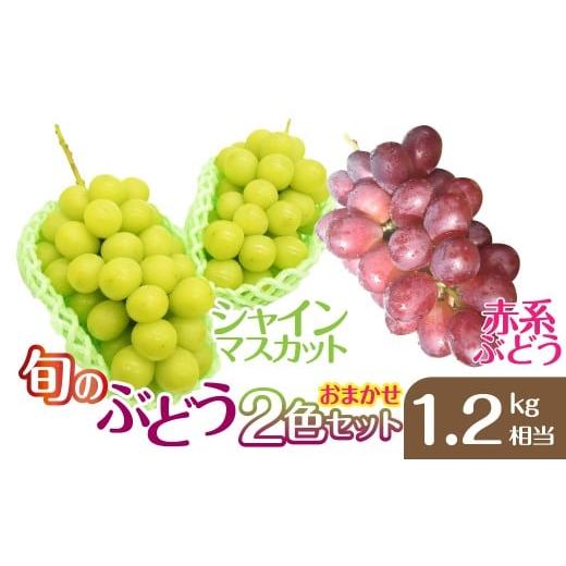 ふるさと納税 ぶどう マスカット 山梨県 笛吹市 2026年発送 おまかせ 旬のぶどう2色セット1.2kg相当 [2026年 先行予約 ぶどう 葡萄 シャインマスカット…