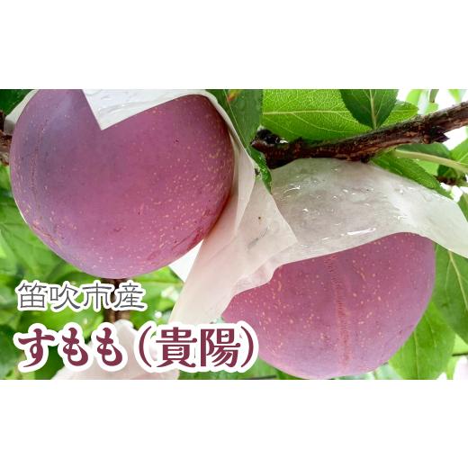 ふるさと納税 もも 山梨県 笛吹市 2026年発送 先行予約 すもも(貴陽)│7〜9玉(合計1.5kg程度) 229-011