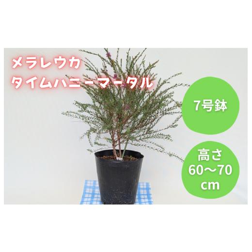 ふるさと納税 雑貨・日用品 花 千葉県 匝瑳市 メラレウカ タイムハニーマータル / メラレウカ タイムハニーマータル 植物 観葉植物 ハーブ 鉢植え