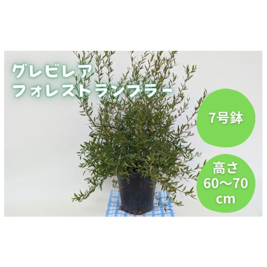 ふるさと納税 雑貨・日用品 花 千葉県 匝瑳市 グレビレア フォレストランブラー / グレビレア フォレストランブラー 植物 観葉植物 鉢植え