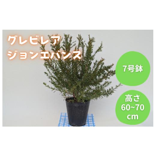 ふるさと納税 雑貨・日用品 花 千葉県 匝瑳市 グレビレア ジョンエバンス / グレビレア ジョンエバンス 植物 観葉植物 鉢植え