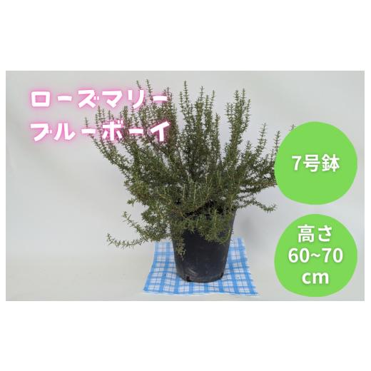 ふるさと納税 雑貨・日用品 花 千葉県 匝瑳市 ローズマリー ブルーボーイ / ローズマリー ブルーボーイ 植物 観葉植物 ハーブ 鉢植え