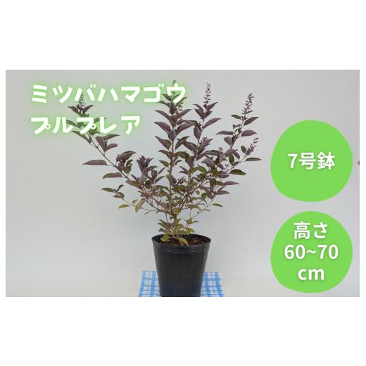 ふるさと納税 雑貨・日用品 花 千葉県 匝瑳市 ミツバハマゴウ プルプレア / ミツバハマゴウ プルプレア 植物 観葉植物 鉢植え