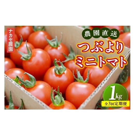 ふるさと納税 トマト ミニトマト 愛知県 東浦町 全3回定期便 農園直送 つぶより ミニトマト 1kg×3回│トマト プチトマト 甘い 野菜 産地直送 定期便 愛知県 …