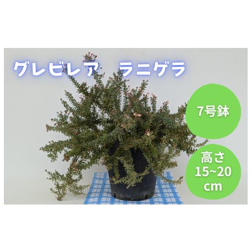 ふるさと納税 雑貨・日用品 花 千葉県 匝瑳市 グレビレア ラニゲラ / グレビレア ラニゲラ 植物 観葉植物 鉢植え