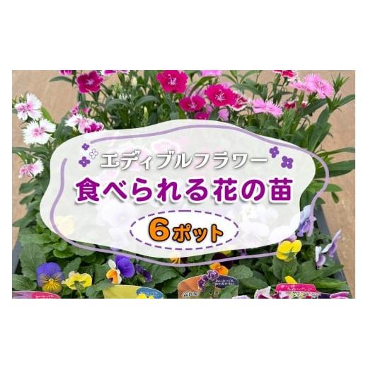 ふるさと納税 野菜類 神奈川県 伊勢原市 農家直送 加藤さんちのエディブルフラワー 6ポット|鉢植え 観賞用 食用 花 お花 野菜 トッピング 付け合わせ 0774