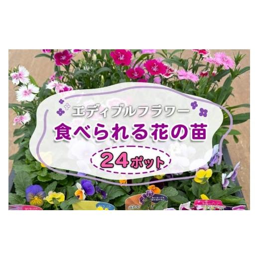 ふるさと納税 野菜類 神奈川県 伊勢原市 農家直送 加藤さんちのエディブルフラワー 24ポット｜鉢植え 観賞用 食用 花 お花 野菜 トッピング 付け合わせ 0776