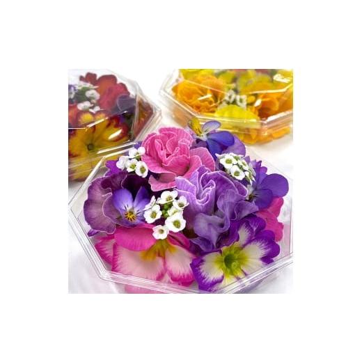 ふるさと納税 野菜類 神奈川県 伊勢原市 農家直送 加藤さんちのエディブルフラワー 24ポット｜鉢植え 観賞用 食用 花 お花 野菜 トッピング 付け合わせ 0776
