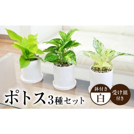 ふるさと納税 雑貨・日用品 インテリア 長崎県 大村市 観葉植物 ポトス 3種類 3鉢セット/観葉 観葉植物セット ぽとす 植物 鉢 インテリア おしゃれ プレゼン…