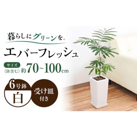 ふるさと納税 雑貨・日用品 インテリア 長崎県 大村市 観葉植物 エバーフレッシュ ネムノキ スクエア陶器鉢植え 6号/観葉 鉢 植物 インテリア おしゃれ プレ…