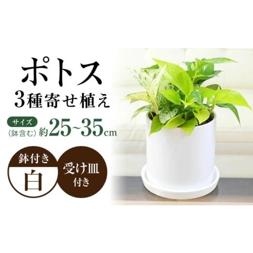 ふるさと納税 雑貨・日用品 インテリア 長崎県 大村市 観葉植物 ポトス 3種類寄せ植え 円柱形陶器鉢植え/観葉 観葉植物 ぽとす 植物 鉢 インテリア おしゃれ …