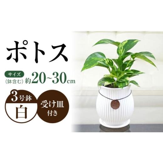 ふるさと納税 雑貨・日用品 インテリア 長崎県 大村市 観葉植物 ポトス陶器鉢 バーティカルライン タグ付き 3号/ ポトス ぽとす 観葉 植物 インテリア おしゃ…