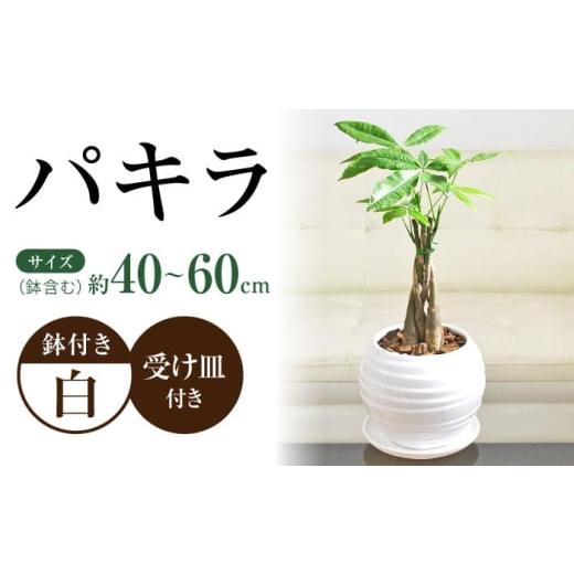 ふるさと納税 雑貨・日用品 インテリア 長崎県 大村市 観葉植物 パキラ 編み込み ボール形 陶器鉢植え/ 観葉 植物 インテリア おしゃれ プレゼント/大村市/…