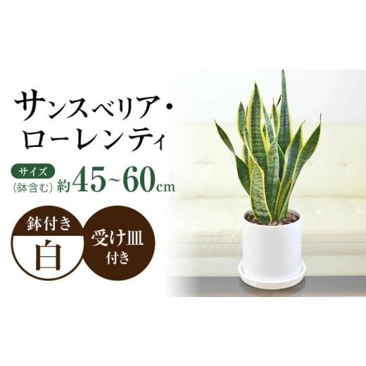 ふるさと納税 雑貨・日用品 インテリア 長崎県 大村市 観葉植物 サンスベリア ローレンティ円柱形シリンダー陶器鉢植え/サンスベリア 鉢植え 観葉 植物 イン…