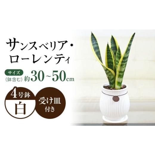 ふるさと納税 雑貨・日用品 インテリア 長崎県 大村市 観葉植物 サンスベリア ローレンティ バーティカルライン タグ付き 4号 ホワイト/サンスベリア 鉢植え …