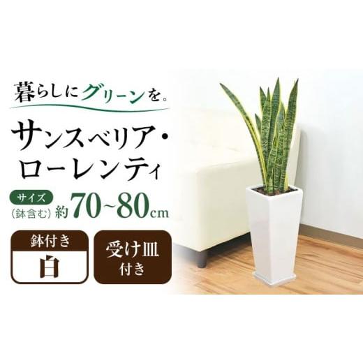 ふるさと納税 雑貨・日用品 インテリア 長崎県 大村市 観葉植物 サンスベリア ローレンティ 7号 白 陶器鉢植え 75cm ロングスクエア/サンスベリア 鉢植え 観…